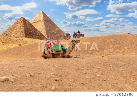 Camels by the Pyramids, desert scenery in Giza, 57012396