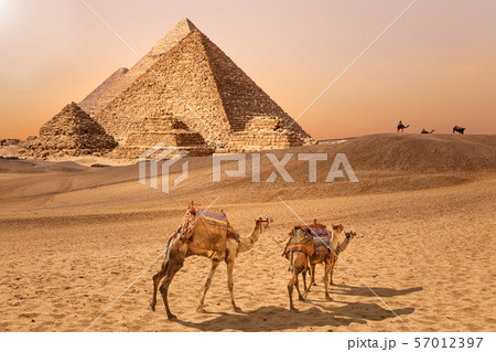 The Pyramids and camels in the Giza desert, Egypt 57012397