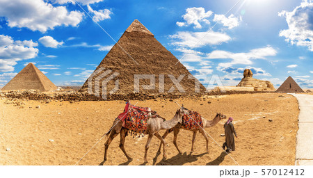 Bedouin with camels in front of the Pyramids and 57012412