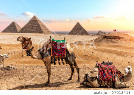 Camels near the Pyramids, beautiful Egyptian 57012413