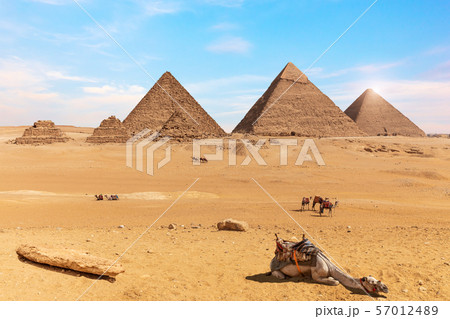 The Pyramids of Giza and camels in the desert of 57012489