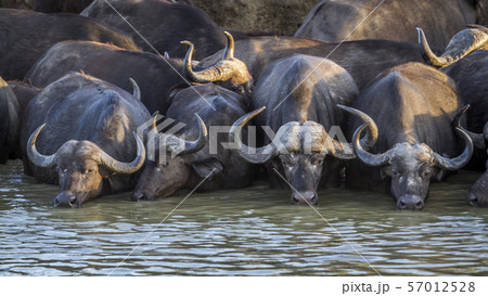 African buffalo in Kruger National park, South African buffalo in Kruger National park, South 57012528