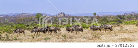 Blue wildebeest in Kruger National park, South Blue wildebeest in Kruger National park, South 57012555