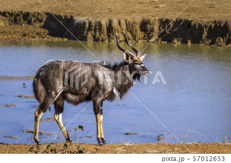 Nyala in Kruger National park, South Africa Nyala in Kruger National park, South Africa 57012653