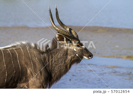 Nyala in Kruger National park, South Africa Nyala in Kruger National park, South Africa 57012654