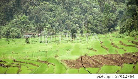 Beautiful scenery of green rice field surrounded by mountain in morning time 57012764