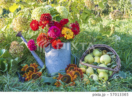 Beautiful summer gardening concept. Bunch of 57013365