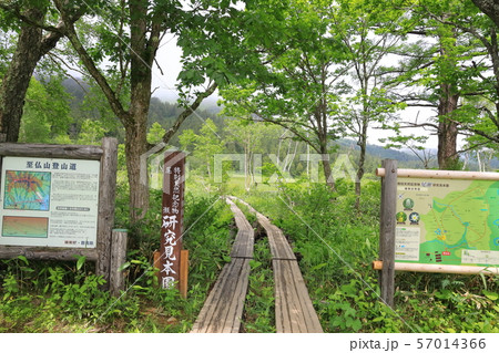 尾瀬研究見本園の入り口_7月 尾瀬研究見本園の入り口_7月 57014366
