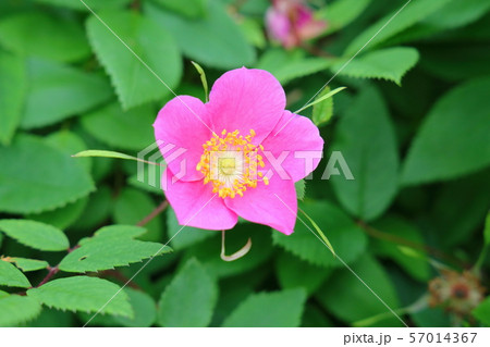 タカネバラ_尾瀬ヶ原_7月 57014367