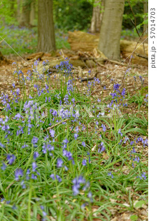 Spring bluebells flowering in an English woodland 57014703