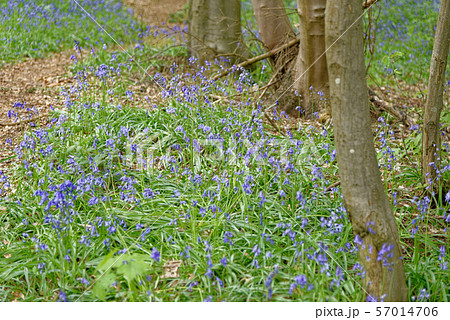 Spring bluebells flowering in an English woodland 57014706