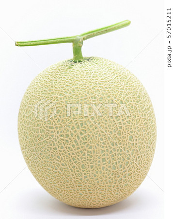 食べ頃を迎えた高知県産の高級フルーツ「マスクメロン」 食べ頃を迎えた高知県産の高級フルーツ「マスクメロン」 57015211