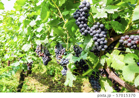 ピノ・ノワール１ 57015370