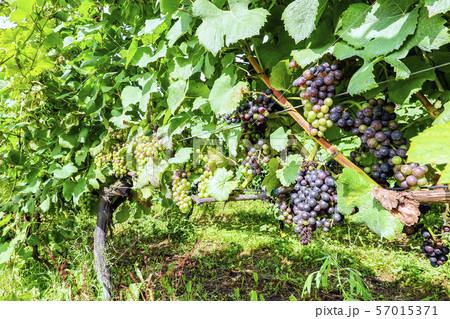 ピノ・ノワール２ 57015371