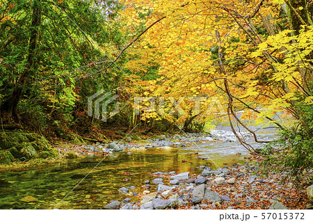 黄葉と渓流1 黄葉と渓流1 57015372