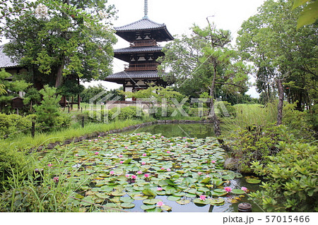 法起寺 法起寺 57015466