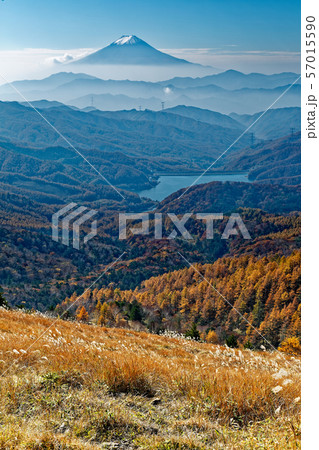 大菩薩嶺付近から見る富士山とカラマツの黄葉 57015590