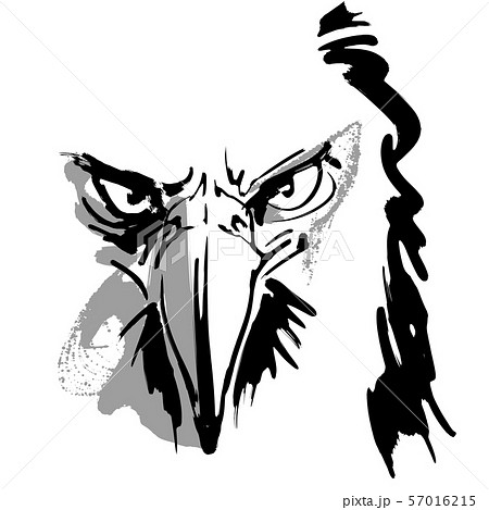鷹 正面顔のイラスト素材 57016215 Pixta