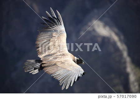 コンドル 57017090