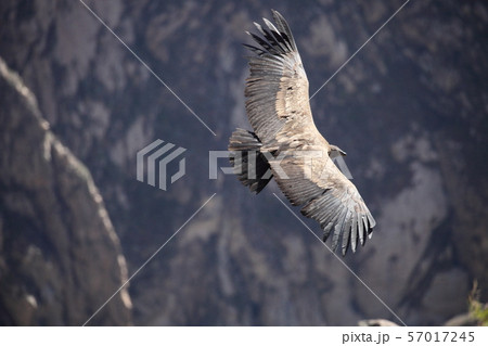 コンドル コンドル 57017245