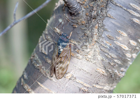 アブラゼミ 57017371