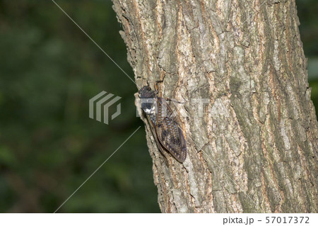 アブラゼミ アブラゼミ 57017372