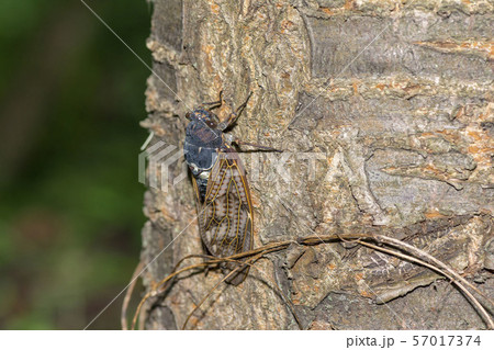 アブラゼミ 57017374