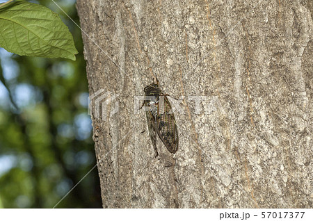アブラゼミ アブラゼミ 57017377