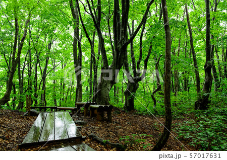 雨の獅子ヶ鼻湿原　秋田県 57017631