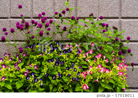 ブロック塀の寄せ植え ブロック塀の寄せ植え 57018011