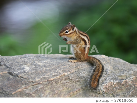 リス ペット ボクスルボクスル 57018050