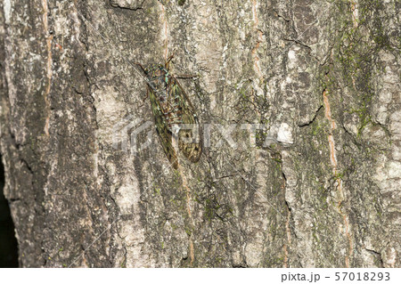 ヒグラシ 57018293