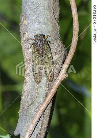 ヒグラシ 57018295