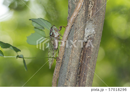 ヒグラシ 57018296