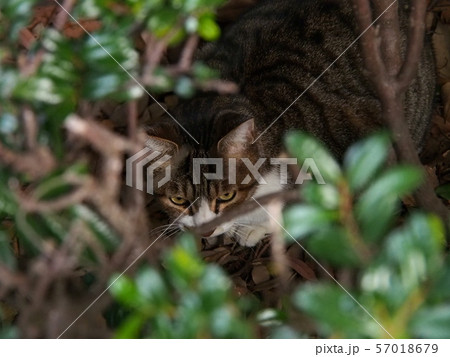 公園の林に潜むノラ猫(鯖白柄) 公園の林に潜むノラ猫(鯖白柄) 57018679