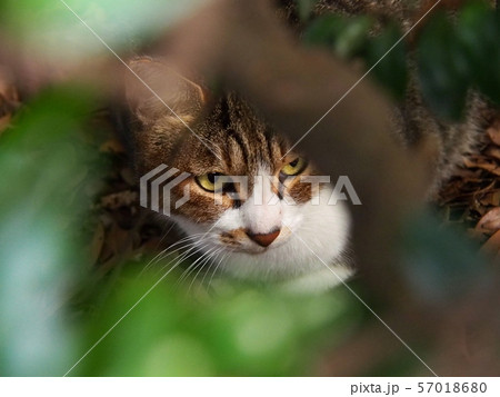 公園の林に潜むノラ猫(鯖白柄) 公園の林に潜むノラ猫(鯖白柄) 57018680