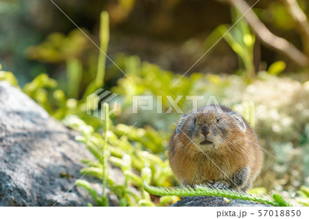エゾナキウサギ エゾナキウサギ 57018850