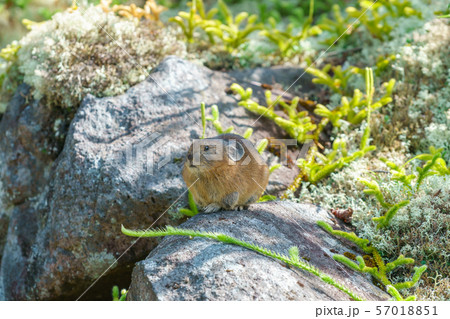 エゾナキウサギ 57018851