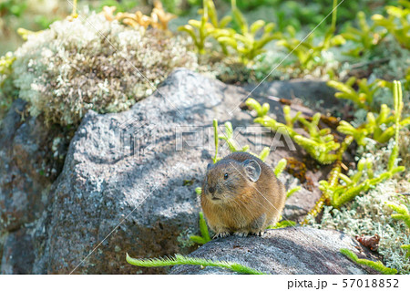 エゾナキウサギ 57018852