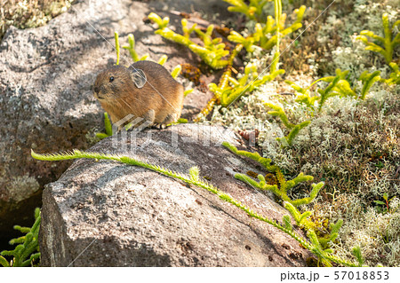 エゾナキウサギ エゾナキウサギ 57018853