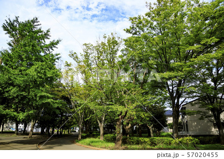 金沢八景(夏) 金沢八景(夏) 57020455