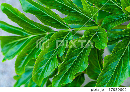 青島島内に育つ植物3 青島島内に育つ植物3 57020802