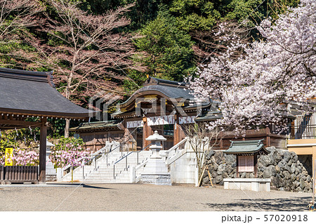 高麗神社境内のサクラと神門 高麗神社境内のサクラと神門 57020918