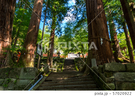 金櫻神社七本杉 57020922