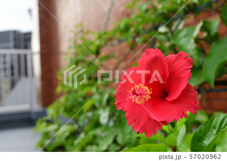 屋上の花 屋上の花 57020962
