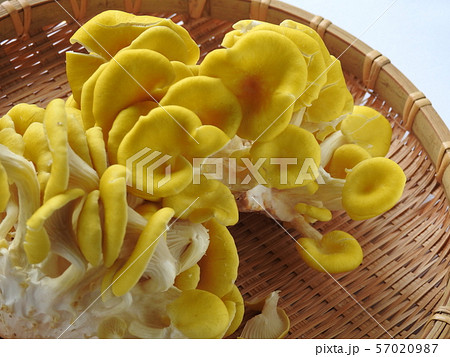 たもぎだけ 57020987