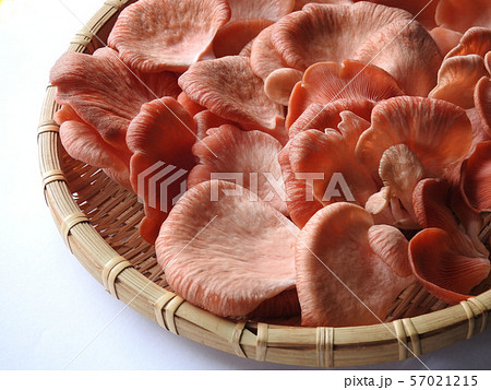 ときいろひらたけ 57021215