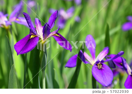 ダッチアイリス 57022030