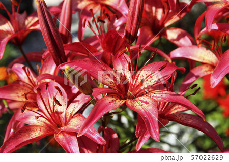 Lily flowers in a flowerbed close-up view Lily flowers in a flowerbed close-up view 57022629