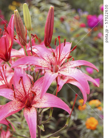 Lily flowers in a flowerbed close-up view Lily flowers in a flowerbed close-up view 57022630